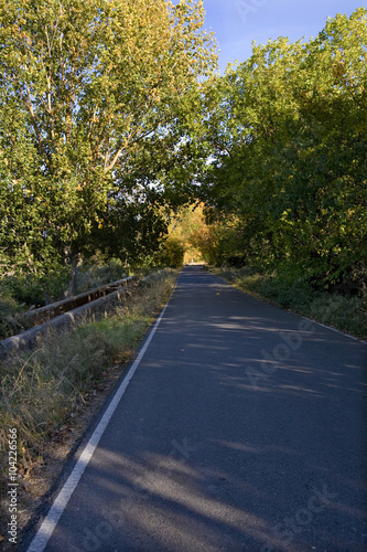 road full of green and yellow black poplars photo