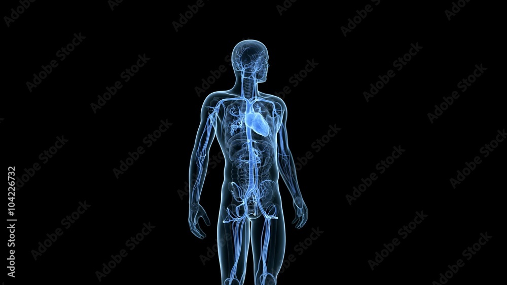 medical 3d animation of the beating heart medical 3d animation of the beating heart