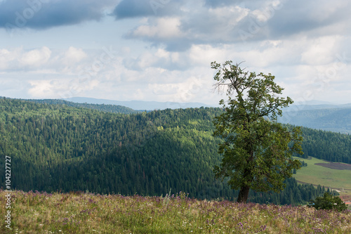 Ural mountain landscape with a lonely tree