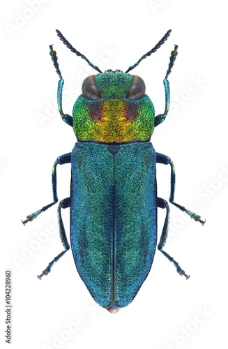 Beetle metallic wood borer Anthaxia signaticollis