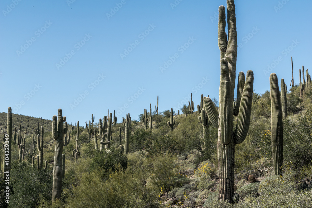 The Beauty and Diversity of the Arizona Desert
