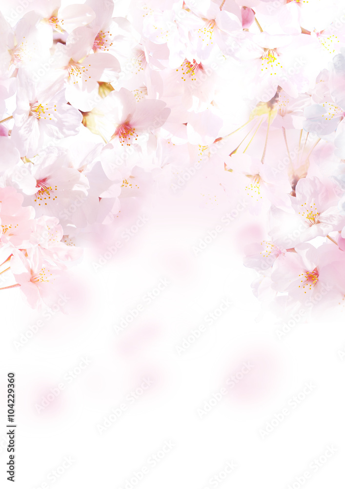 桜 写真 縦 白 桜 写真 縦 白