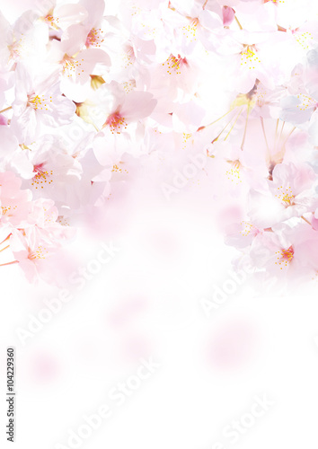 Fototapeta Naklejka Na Ścianę i Meble -  桜 写真 縦 白