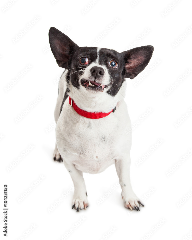 Chihuahua Dog Making Funny Face Chihuahua Dog Making Funny Face