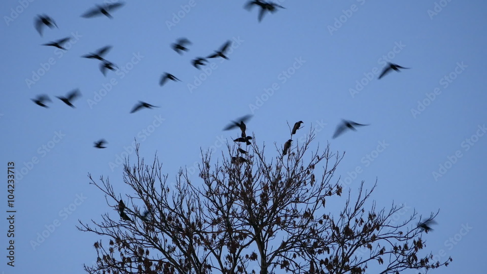 Birds flying away from the tree
