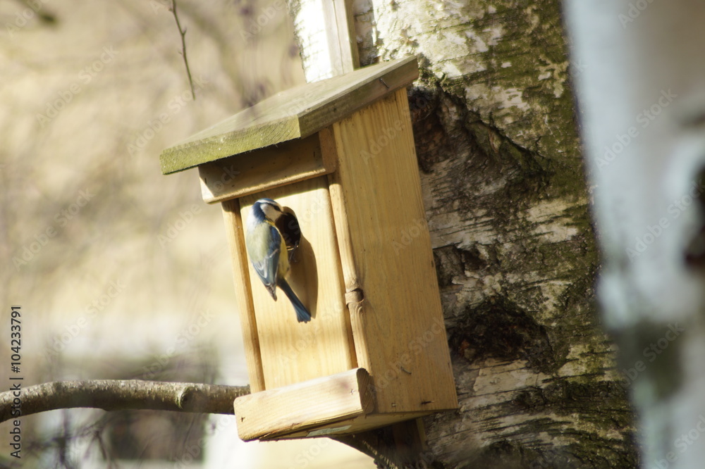 Fototapeta premium Vogelhaus
