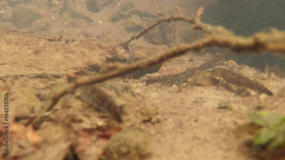 Water Worm Moves at the Sandy Bottom of Swamp Water Worm Moves at the Sandy Bottom of Swamp