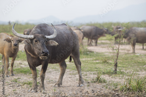 Thai Buffalo or carabao walk over the field © tatomm