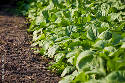 Chinese kale vegetable in garden
