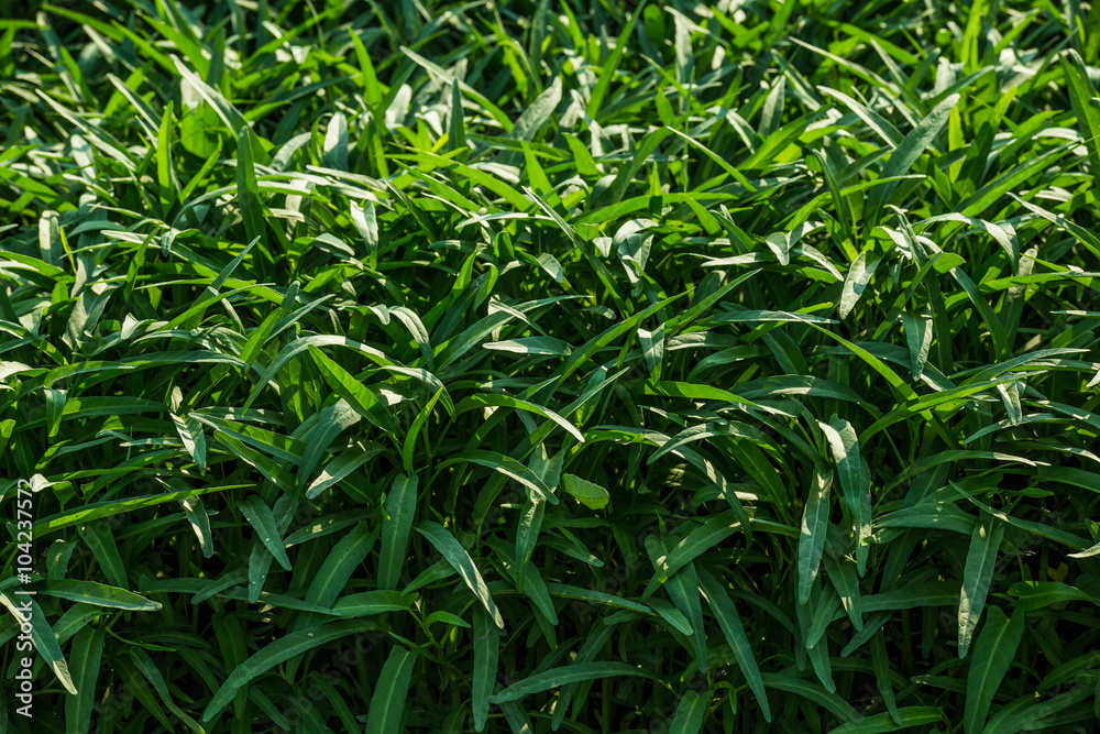 Morning glory field with copy space Morning glory field with copy space