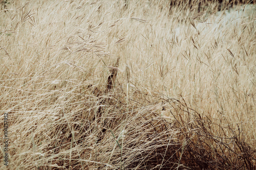 Dried grass field closeup