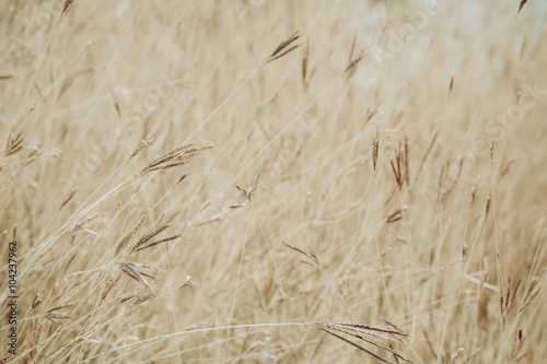 Dried grass field closeup