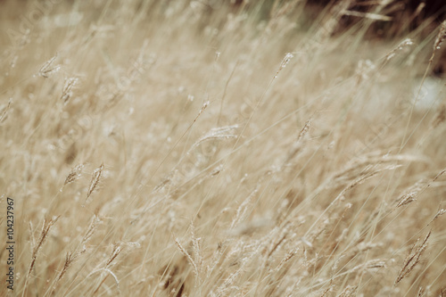 Dried grass field closeup