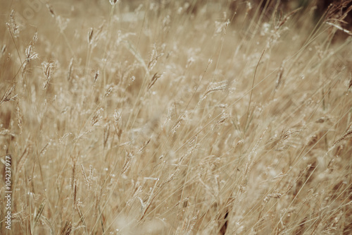 Dried grass field closeup