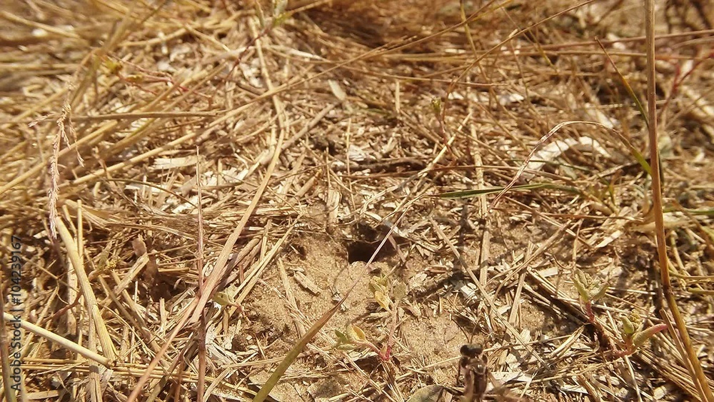 Wasps go Across the Ground Input Covered With Dry Grass Wasps go Across the Ground Input Covered With Dry Grass