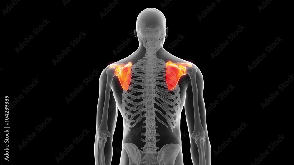 medical 3d animation of the scapula bone medical 3d animation of the scapula bone