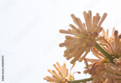 Beautiful Dracaena flower in the garden