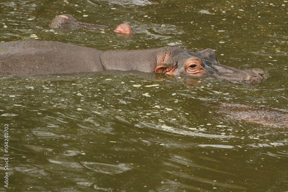 Hippo's Pool Hippo's Pool
