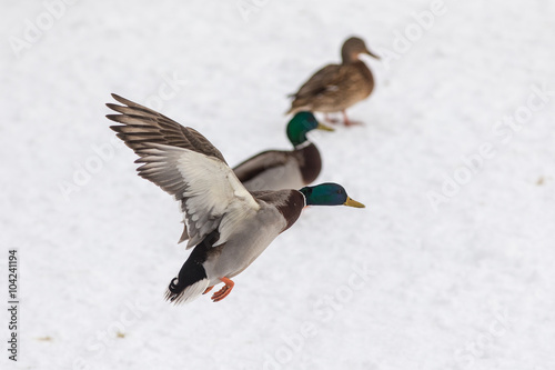 ducks in winter