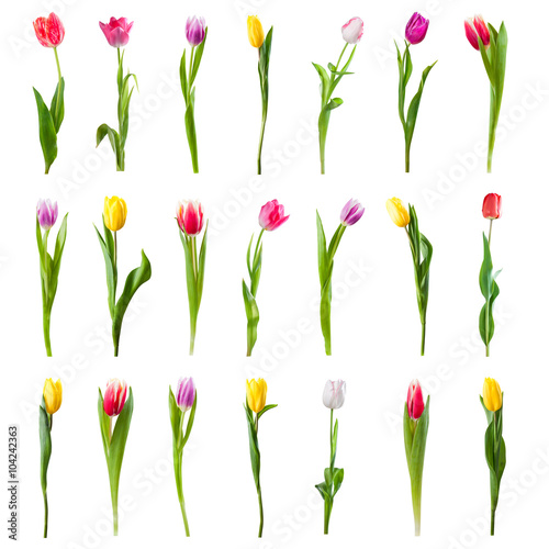 Fototapeta Naklejka Na Ścianę i Meble -  Set of Tulip Flowers Isolated