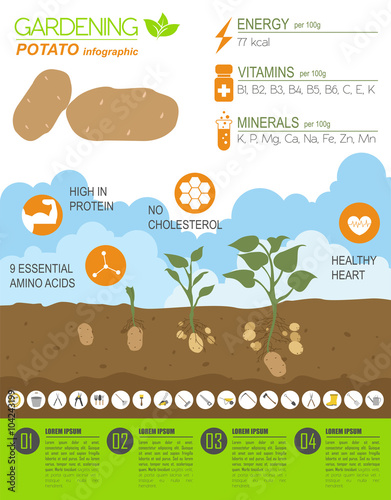 Gardening work, farming infographic. Potato. Graphic template. F