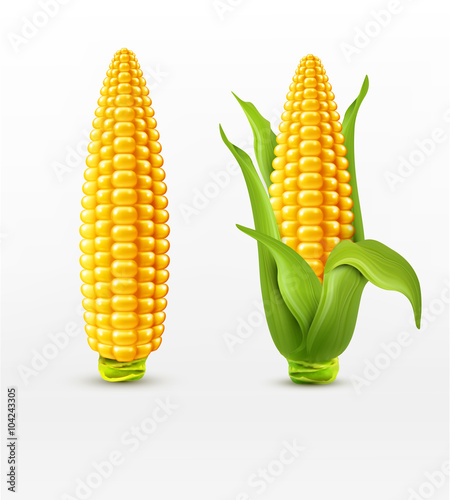 Vector two corn. corn on the cob with leaves. design element