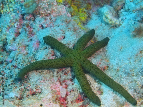 Starfish  Island Bali