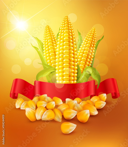 vector background with grains and cobs of corn and red ribbon