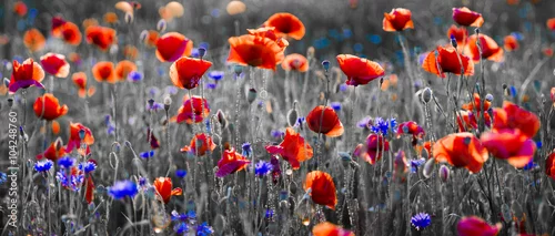 Panel kuchenny z motywem Panorama czerwonych maków i błękitnych chabrów bławatków