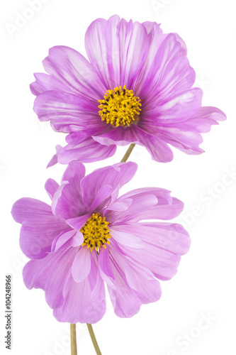 Fototapeta Naklejka Na Ścianę i Meble -  cosmos flower