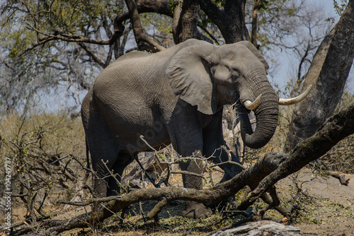 elephant Okavango