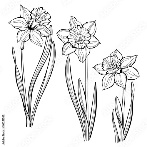 Fototapeta Naklejka Na Ścianę i Meble -  Set of spring flowers daffodils isolated on white background. 