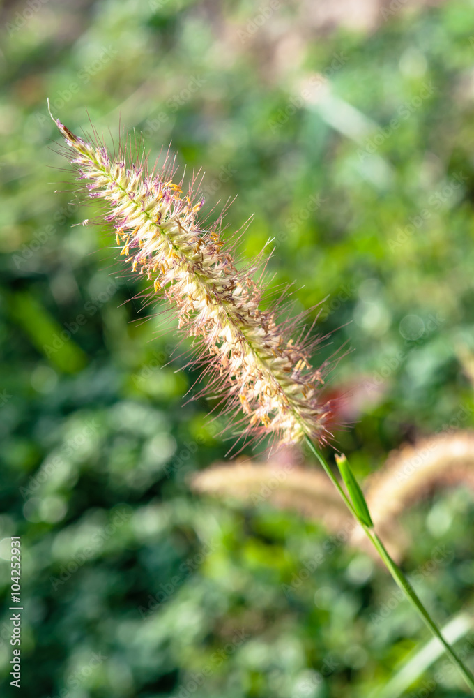 Flower of grass