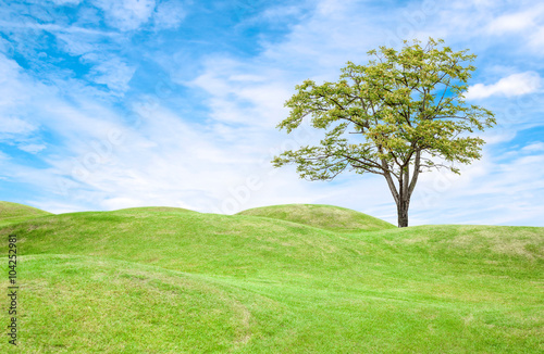 Green grass field and tree under blue sky © voraphong pirawd