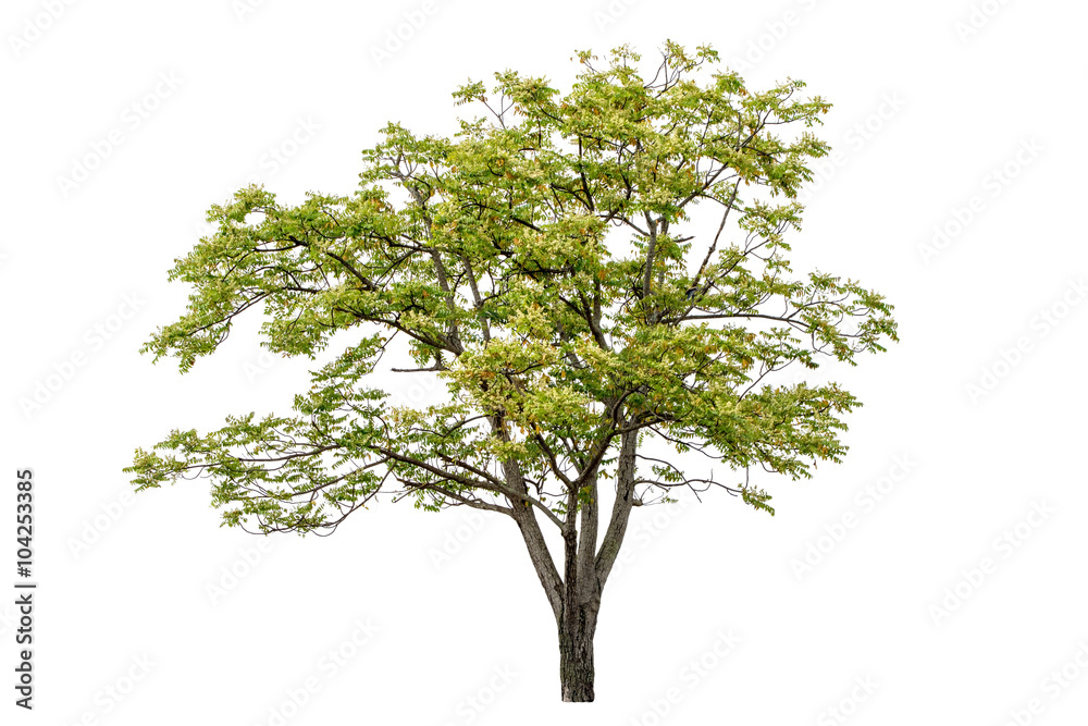 Obraz premium Tree isolated on white background