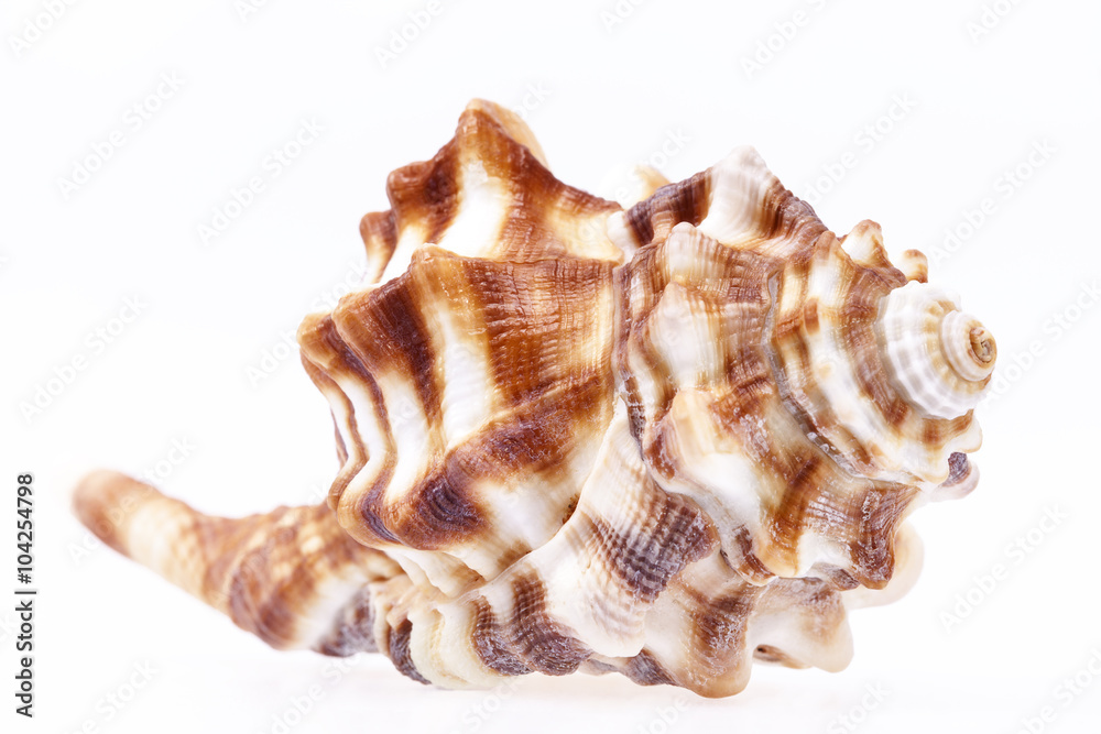 Seashell of horse conch isolated on white background
