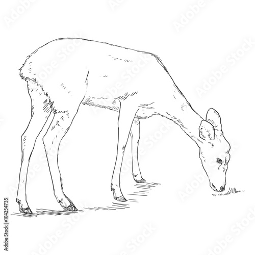 Vector Single Sketch Deer