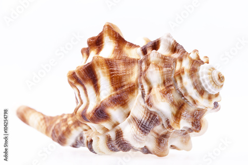Seashell of horse conch isolated on white background