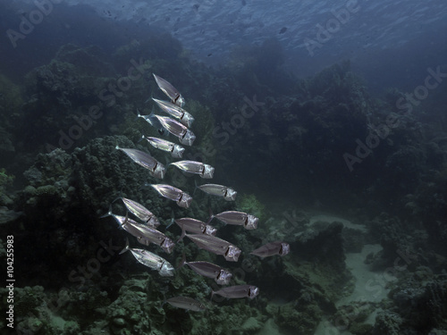 Indian mackerels (Rastrelliger kanagurta) photo