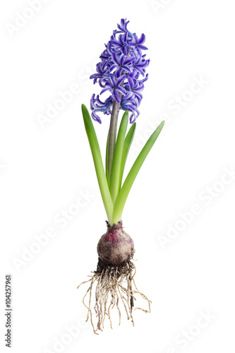 Fototapeta Naklejka Na Ścianę i Meble -  Hyacinth plant on white background, showing bulb.