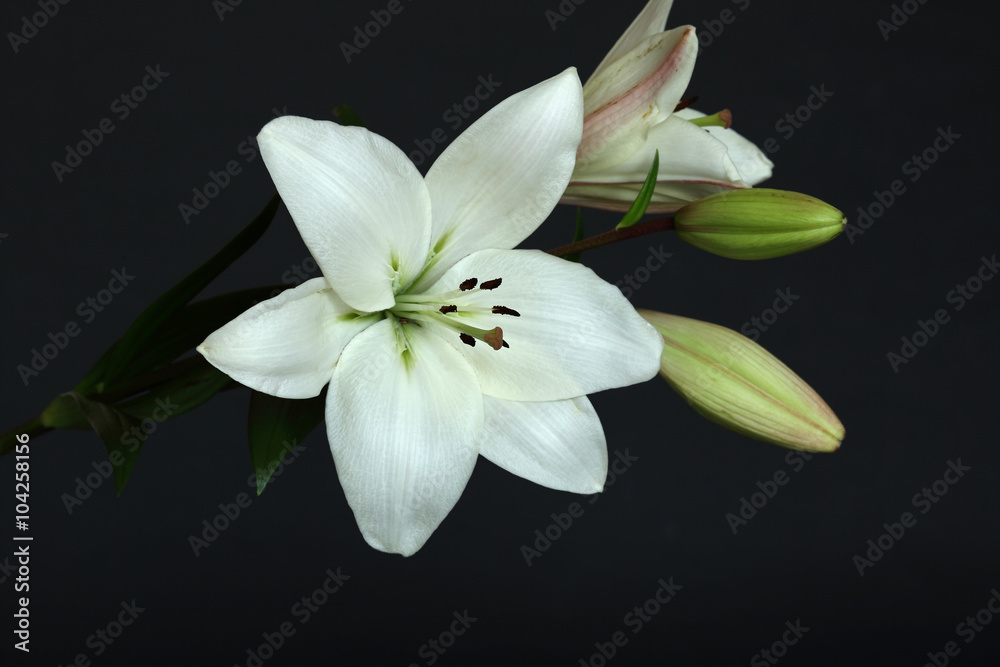 Fototapeta premium white lilies on black background