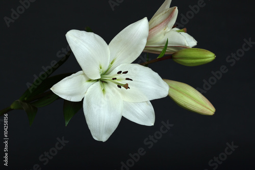 white lilies on black background © AlexZlat