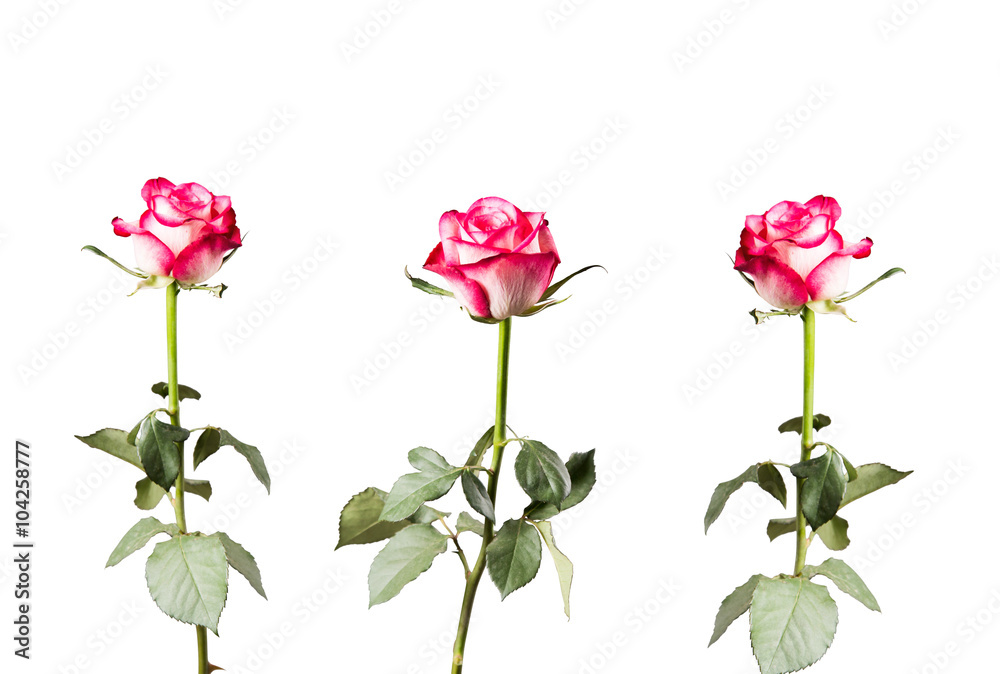 Rose isolated on white background. Pink rose with free space 