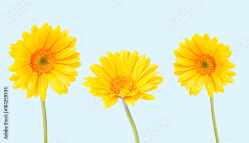 Gerber Daisy  isolated on blue background