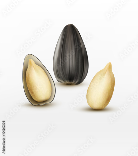 Vector sunflower seeds isolated on white background