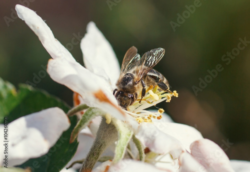 Bee on a flower of the white cherry blossoms in spring