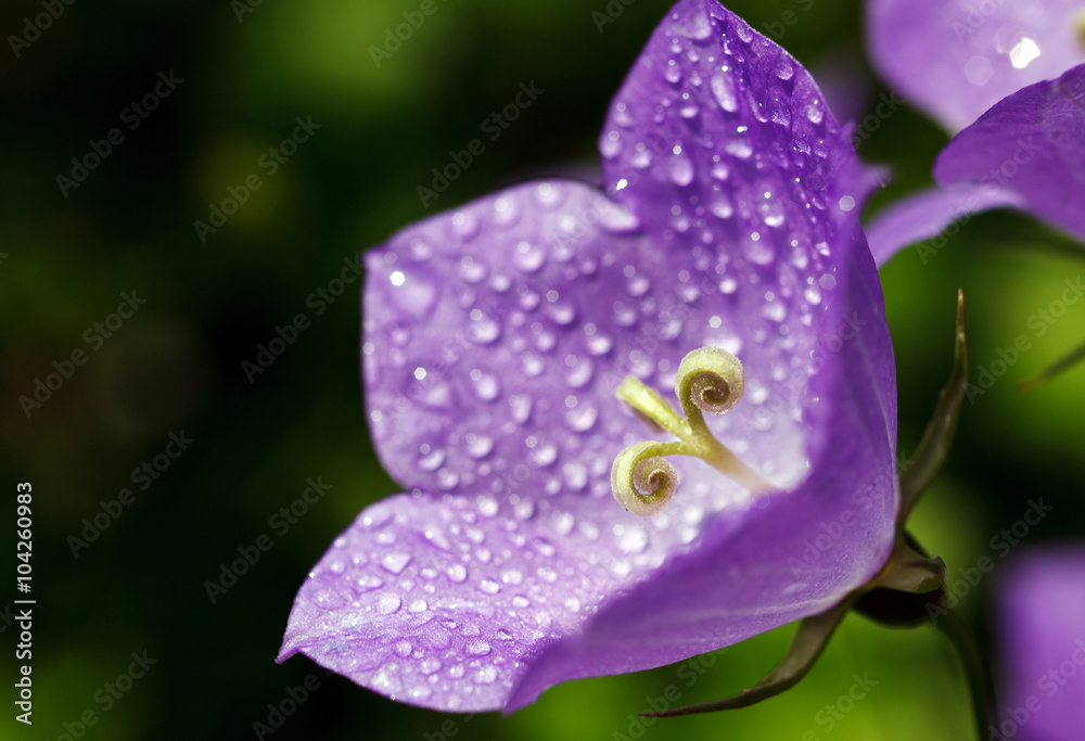 bluebell flower with drops of dew bluebell flower with drops of dew