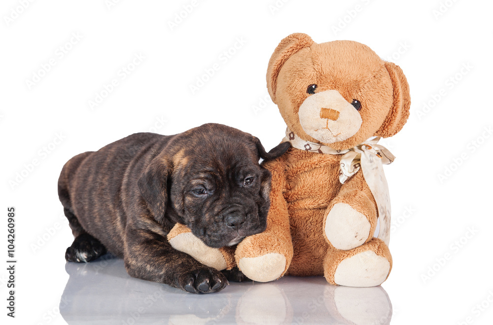 American staffordsire terrier puppy with its favorite toy isolated on white American staffordsire terrier puppy with its favorite toy isolated on white