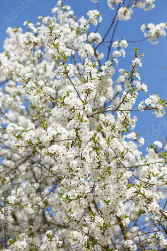 white flowers blooming on branch