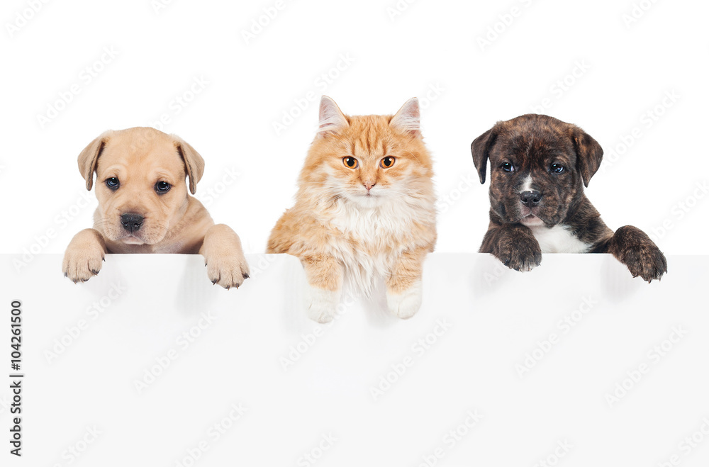 Red cat and two puppies hanging their paws over a white banner